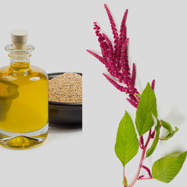 The benefits and harm of amaranth oil. Application of amaranth oil at home
