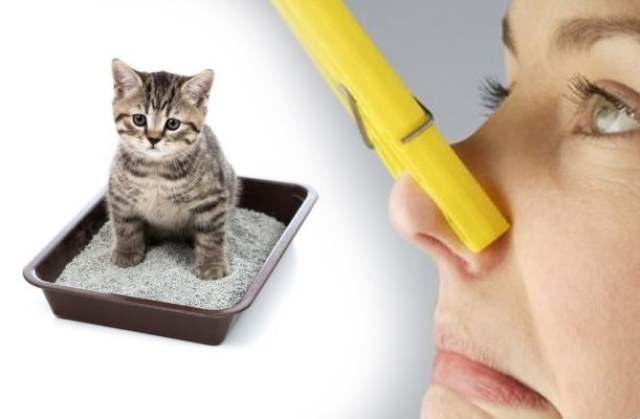 Как да се отървете от миризмата на урина котка в апартамента. Как може миризмата на котешка урина в обувките, на дивана, на килима, от пода. Средства за премахване на миризмата на котка урина