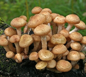 Выращивание опят в домашних условиях. Как вырастить грибы опята для новичков