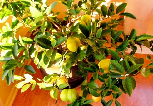 Πώς να καλλιεργήσετε λεμόνι στο σπίτι