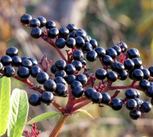 თვისებები და გამოყენების elderberry