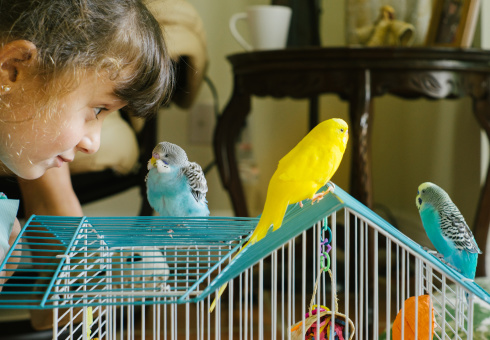 Можно ли научить говорить волнистого попугая. Как выбрать говорящего волнистого попугая. Как научить говорить волнистого попугая в домашних условиях