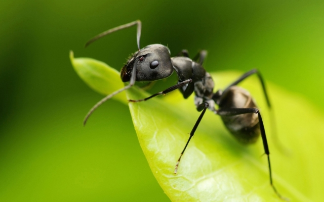 Применение муравьиного масла, польза и вред. Как использовать муравьиное масло от нежелательных волос
