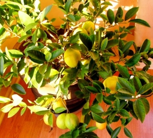 كيف تنمو الليمون في المنزل