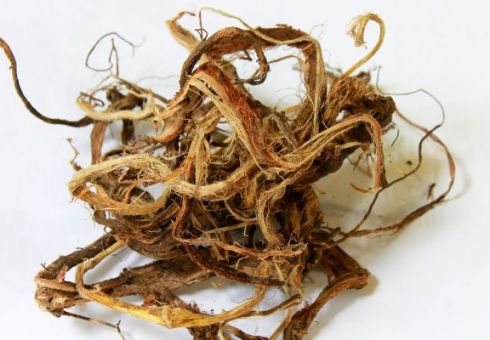 Red root: Medical properties, contraindications. Red root: instructions for use. How to take a red root for men and women. Treatment of red root