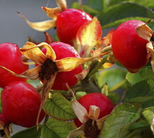 How to collect a rosehip. How to dry a hips at home. How to dry the fruits, flowers and rose rose