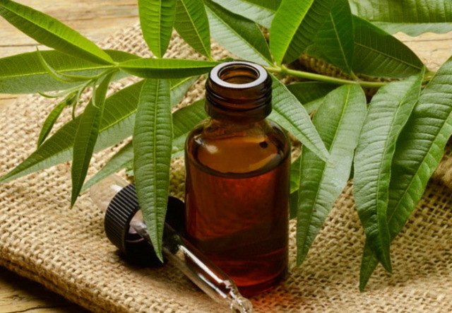 Does the essential oil of the tea tree from acne helps. Application of tea tree oil from acne on the face