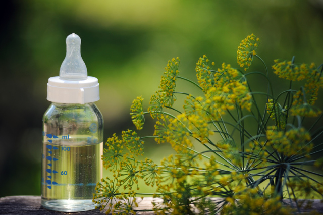 The benefits of dill water for newborns