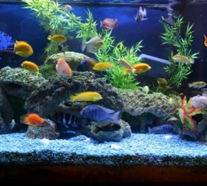 Comment nettoyer l'aquarium à la maison. À quelle fréquence avez-vous besoin de nettoyer l'aquarium? Comment nettoyer le sol dans l'aquarium. Quels poissons nettoient l'aquarium