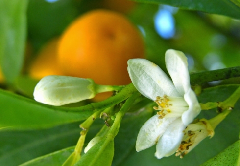 คุณสมบัติที่เป็นประโยชน์ของน้ำมัน Neroli