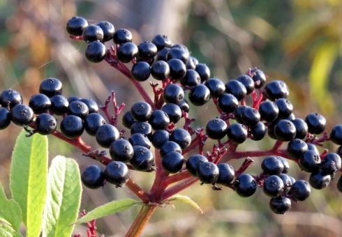 Sifat dan penerapan elderberry